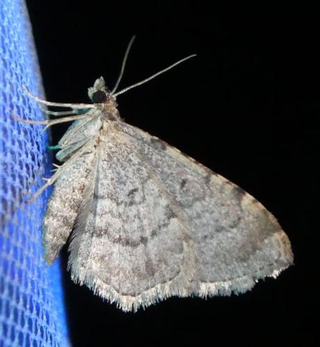 Réf. 210 324 : Nycterosea obstipata